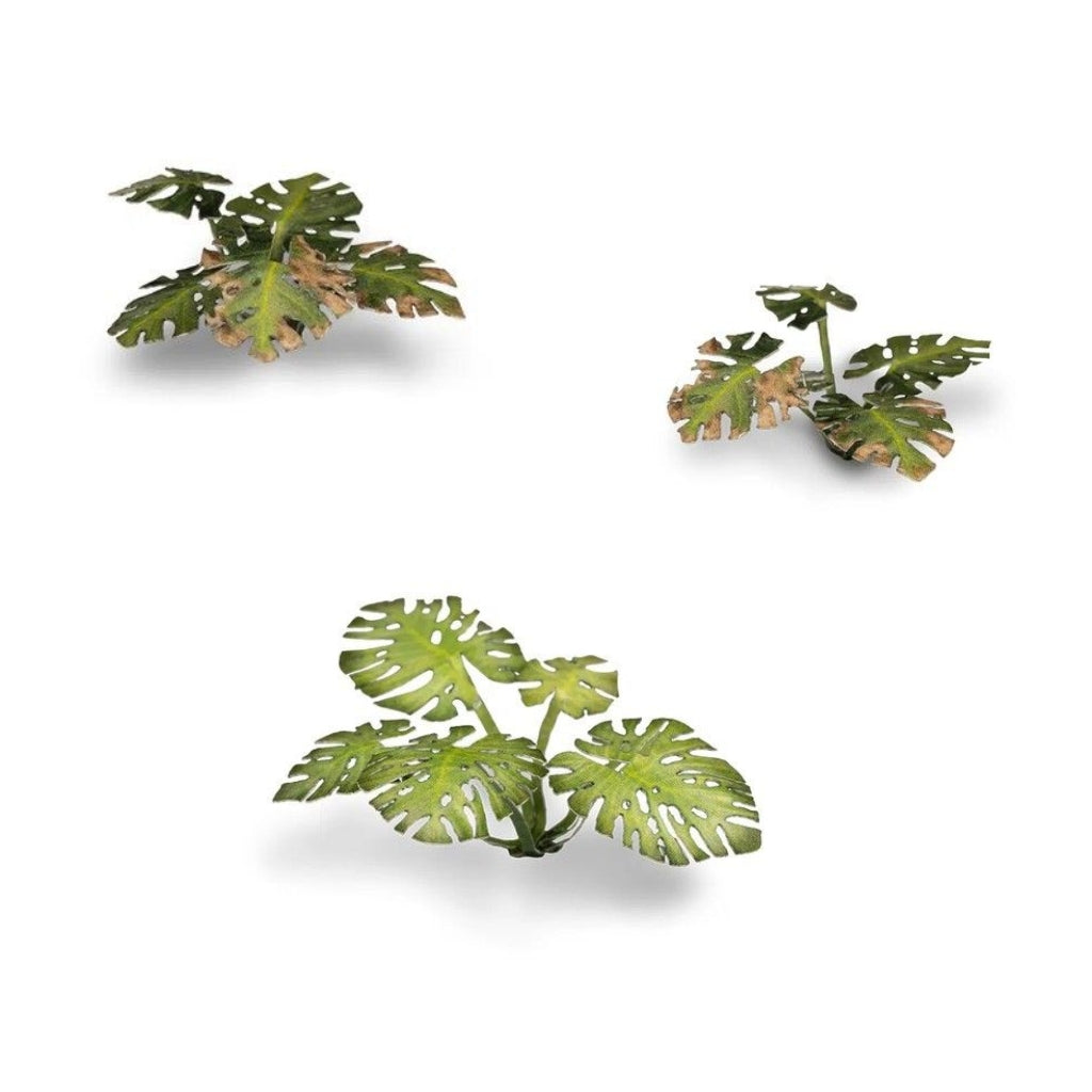 Gamers Grass - Laser Plants - Monstera