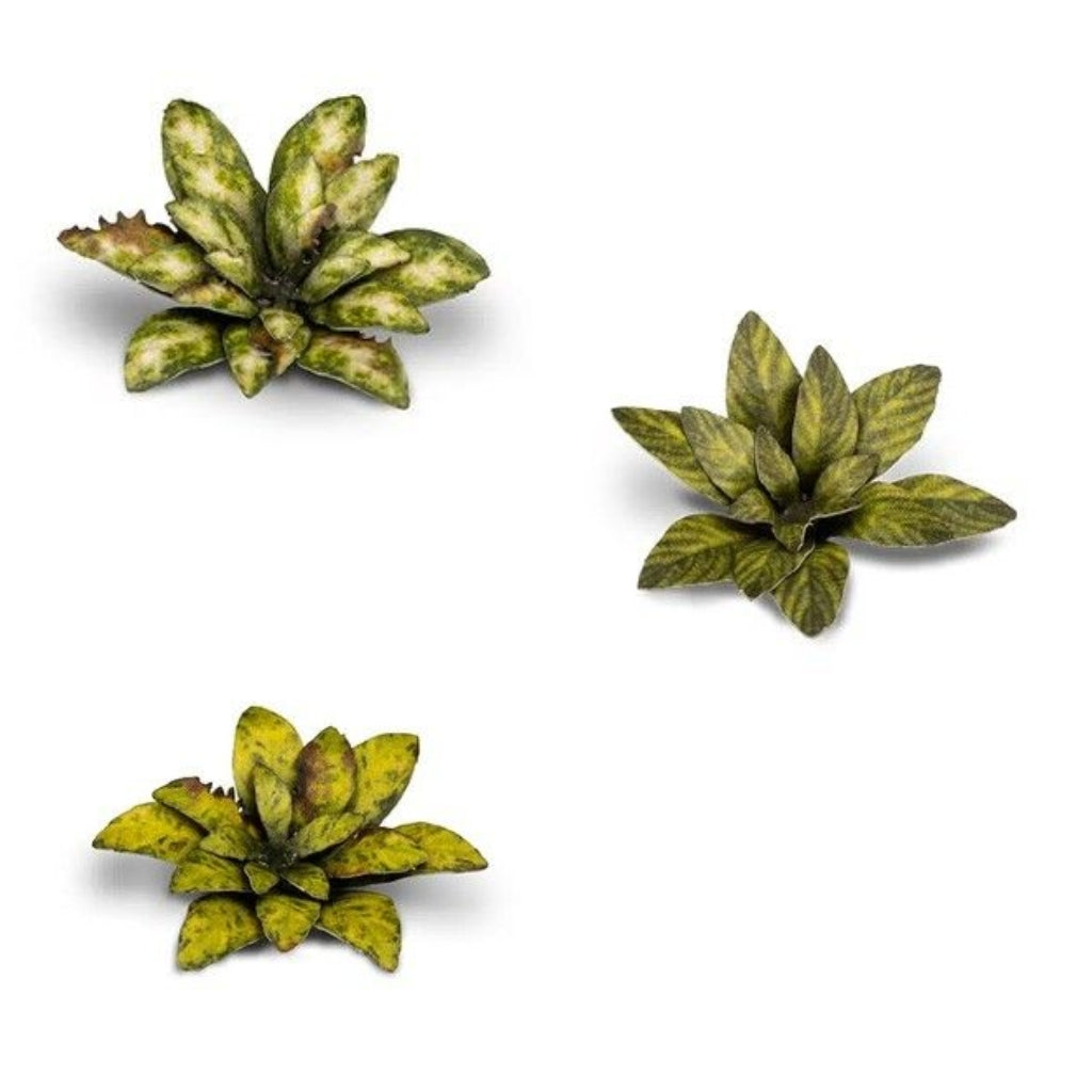 Gamers Grass - Laser Plants - Dumb Cane